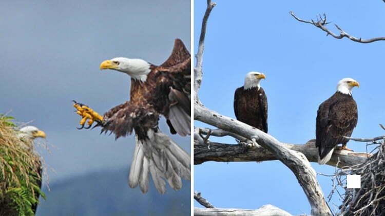 Cover Image for Don’t Be Fooled by These 4 Birds That Look Like Eagles: How to Spot the Differences