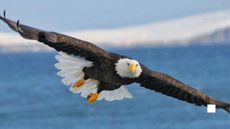 Cover Image for Discover 5 Meanings and Signs of Seeing a Bald Eagle