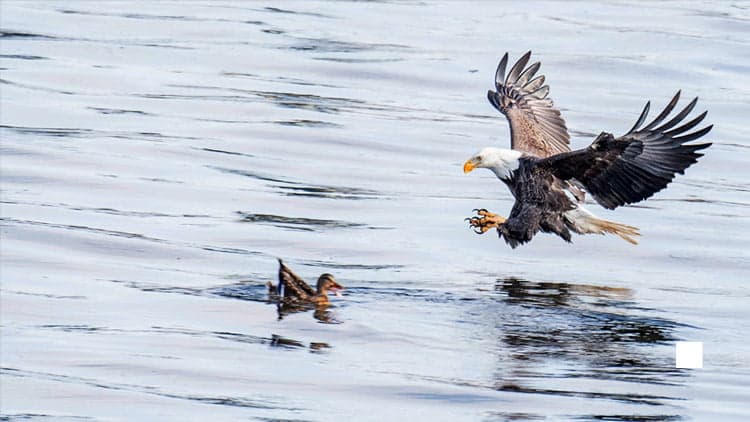 Cover Image for 10 Amazing Facts About Bald Eagles